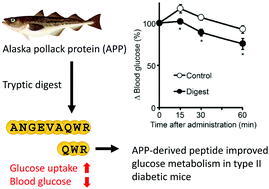 Graphical abstract: A novel Alaska pollack-derived peptide, which increases glucose uptake in skeletal muscle cells, lowers the blood glucose level in diabetic mice