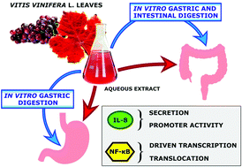 Graphical abstract: The effect of in vitro gastrointestinal digestion on the anti-inflammatory activity of Vitis vinifera L. leaves