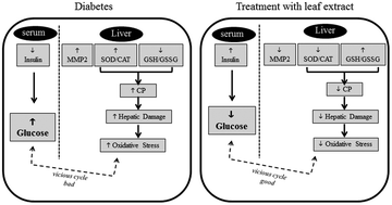 Graphical abstract: Morus nigra leaf extract improves glycemic response and redox profile in the liver of diabetic rats