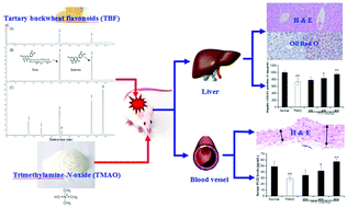 Graphical abstract: Protective effects of tartary buckwheat flavonoids on high TMAO diet-induced vascular dysfunction and liver injury in mice