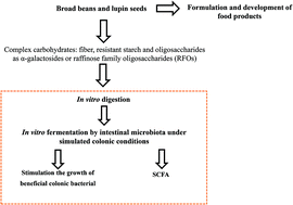 Graphical abstract: In vitro fermentation of lupin seeds (Lupinus albus) and broad beans (Vicia faba): dynamic modulation of the intestinal microbiota and metabolomic output
