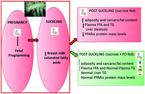 Graphical abstract: Effects of post-suckling n-3 polyunsaturated fatty acids: prevention of dyslipidemia and liver steatosis induced in rats by a sucrose-rich diet during pre- and post-natal life