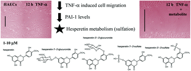 Graphical abstract: Hesperetin and its sulfate and glucuronide metabolites inhibit TNF-α induced human aortic endothelial cell migration and decrease plasminogen activator inhibitor-1 (PAI-1) levels