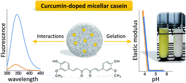 Graphical abstract: Structure and gelation properties of casein micelles doped with curcumin under acidic conditions