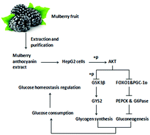 Graphical abstract: Mulberry anthocyanin extract regulates glucose metabolism by promotion of glycogen synthesis and reduction of gluconeogenesis in human HepG2 cells
