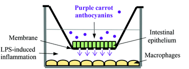Graphical abstract: Purple carrot anthocyanins suppress lipopolysaccharide-induced inflammation in the co-culture of intestinal Caco-2 and macrophage RAW264.7 cells