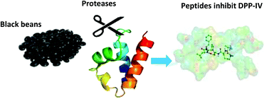 Graphical abstract: Optimization of enzymatic production of anti-diabetic peptides from black bean (Phaseolus vulgaris L.) proteins, their characterization and biological potential