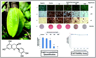 Graphical abstract: Averrhoa carambola L. peel extract suppresses adipocyte differentiation in 3T3-L1 cells