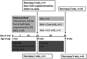 Graphical abstract: Milk with and without lactoferrin can influence intestinal damage in a pig model of malnutrition