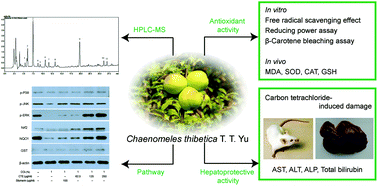 Graphical abstract: Protective effects of Chaenomeles thibetica extract against carbon tetrachloride-induced damage via the MAPK/Nrf2 pathway
