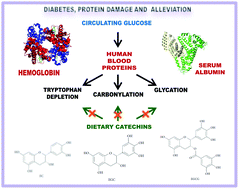 Graphical abstract: Redox chemistry of the molecular interactions between tea catechins and human serum proteins under simulated hyperglycemic conditions