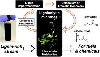 Graphical abstract: Towards lignin consolidated bioprocessing: simultaneous lignin depolymerization and product generation by bacteria