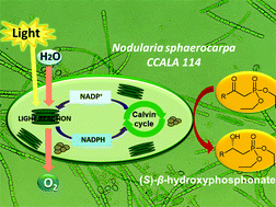 Graphical abstract: Application of cyanobacteria for chiral phosphonate synthesis