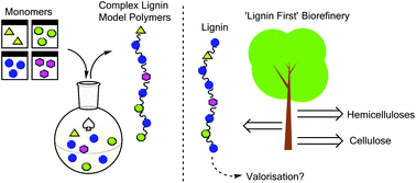 Graphical abstract: The synthesis and analysis of advanced lignin model polymers