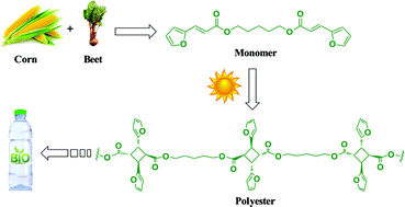 Graphical abstract: Linear polyester synthesized from furfural-based monomer by photoreaction in sunlight
