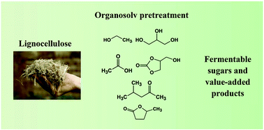 Graphical abstract: Organosolv pretreatment of plant biomass for enhanced enzymatic saccharification