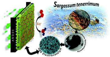 Graphical abstract: Deep eutectic solvent promoted one step sustainable conversion of fresh seaweed biomass to functionalized graphene as a potential electrocatalyst