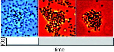 Graphical abstract: Oxygen governs gonococcal microcolony stability by enhancing the interaction force between type IV pili