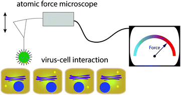 Graphical abstract: Single-virus force spectroscopy unravels molecular details of virus infection