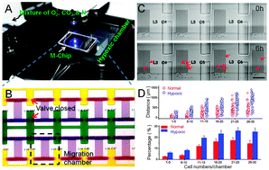 Graphical abstract: Utilizing a high-throughput microfluidic platform to study hypoxia-driven mesenchymal-mode cell migration