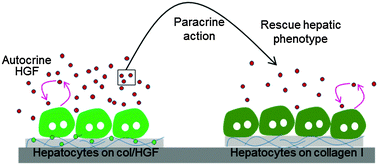 Graphical abstract: Using reconfigurable microfluidics to study the role of HGF in autocrine and paracrine signaling of hepatocytes