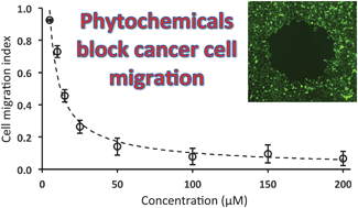 Graphical abstract: Phytochemicals potently inhibit migration of metastatic breast cancer cells