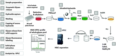 Graphical abstract: Automated, high-throughput serum glycoprofiling platform