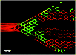 Graphical abstract: Capillary plexuses are vulnerable to neutrophil extracellular traps