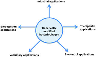Graphical abstract: Genetically modified bacteriophages