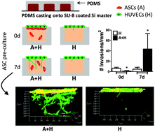 Graphical abstract: Adipose-derived stem cells increase angiogenesis through matrix metalloproteinase-dependent collagen remodeling