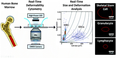 Graphical abstract: Mechanical phenotyping of primary human skeletal stem cells in heterogeneous populations by real-time deformability cytometry
