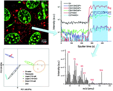 Graphical abstract: Chemical imaging of molecular changes in a hydrated single cell by dynamic secondary ion mass spectrometry and super-resolution microscopy