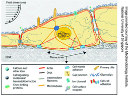 Graphical abstract: Mechanobiology