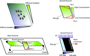 Graphical abstract: Generation of stable orthogonal gradients of chemical concentration and substrate stiffness in a microfluidic device