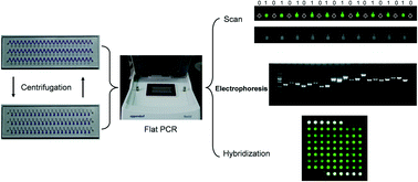 Graphical abstract: A fully sealed plastic chip for multiplex PCR and its application in bacteria identification