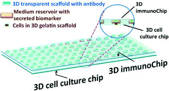 Graphical abstract: A ready-to-use, versatile, multiplex-able three-dimensional scaffold-based immunoassay chip for high throughput hepatotoxicity evaluation