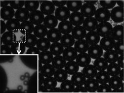 Graphical abstract: Size reduction of cosolvent-infused microbubbles to form acoustically responsive monodisperse perfluorocarbon nanodroplets