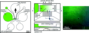 Graphical abstract: Passive microfluidic chamber for long-term imaging of axon guidance in response to soluble gradients