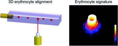 Graphical abstract: Optical signature of erythrocytes by light scattering in microfluidic flows