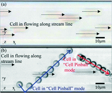 Graphical abstract: Cell pinball: phenomenon and mechanism of inertia-like cell motion in a microfluidic channel