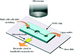 Graphical abstract: On-chip lysis of mammalian cells through a handheld corona device