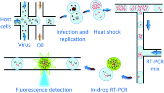 Graphical abstract: Rapid, targeted and culture-free viral infectivity assay in drop-based microfluidics