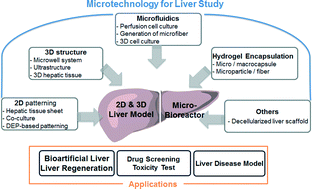 Graphical abstract: 3D liver models on a microplatform: well-defined culture, engineering of liver tissue and liver-on-a-chip
