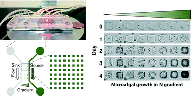 Graphical abstract: An array microhabitat system for high throughput studies of microalgal growth under controlled nutrient gradients
