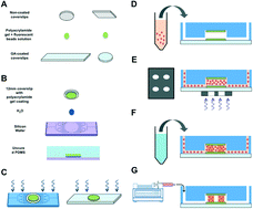 Graphical abstract: 3D cardiac μtissues within a microfluidic device with real-time contractile stress readout