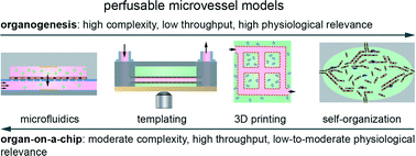 Graphical abstract: Review: in vitro microvessel models