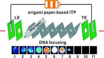 Graphical abstract: Low-voltage paper isotachophoresis device for DNA focusing