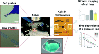 Graphical abstract: A surface acoustic wave biosensor for interrogation of single tumour cells in microcavities