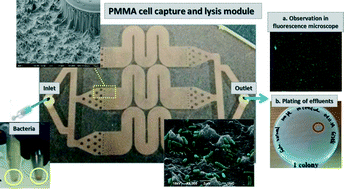 Graphical abstract: Plasma nanotextured polymeric lab-on-a-chip for highly efficient bacteria capture and lysis