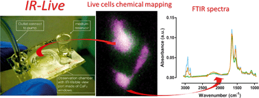 Graphical abstract: IR-Live: fabrication of a low-cost plastic microfluidic device for infrared spectromicroscopy of living cells